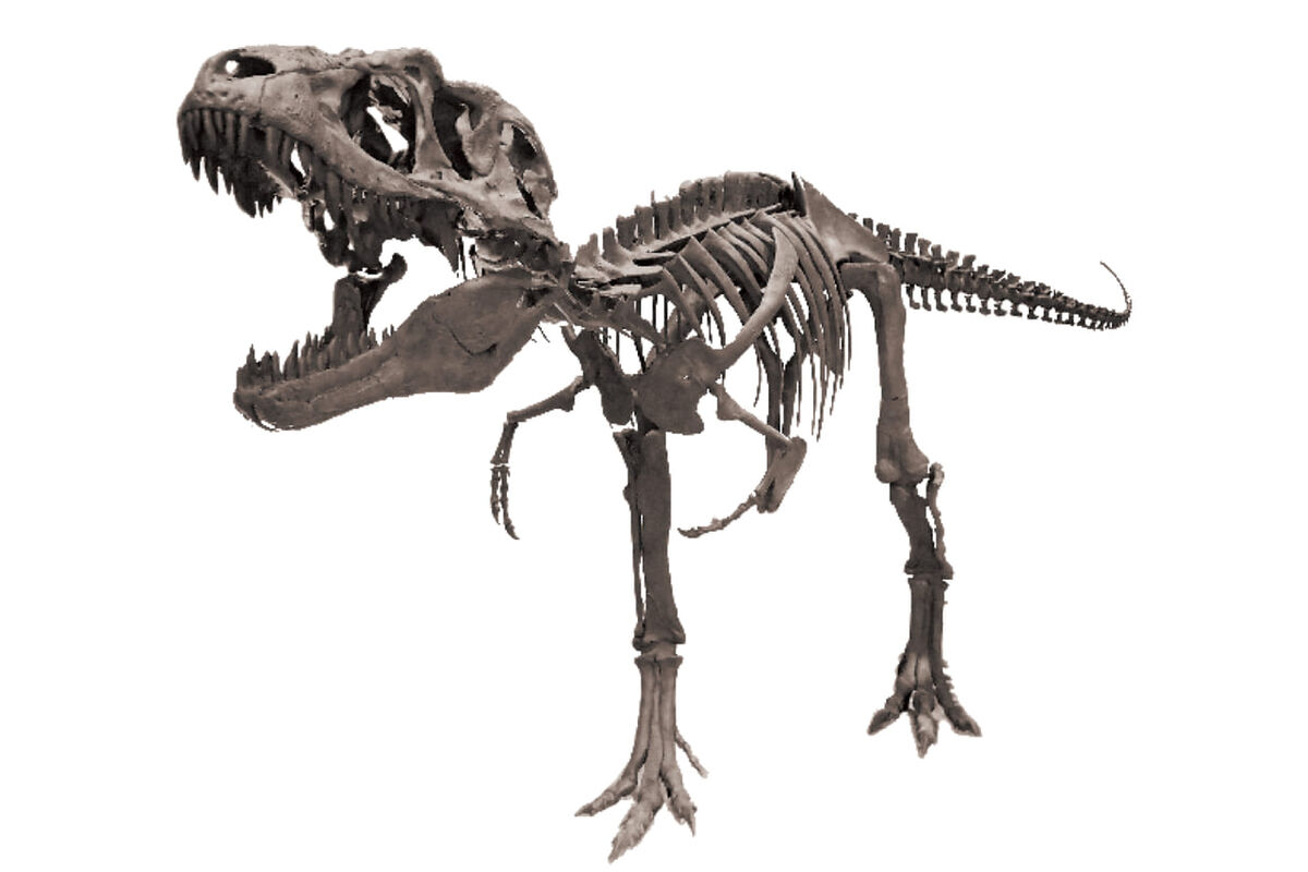 暗闇で恐竜に出会うナイトミュージアム体験 大阪 あべのハルカス近鉄本店で ナイト恐竜ｖｓティラノ 開催中 男の隠れ家デジタル