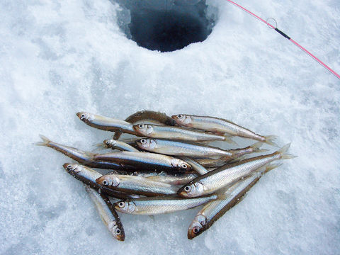 10507氷の上で釣る楽しみ“ワカサギ”の季節が来た｜釣って楽しい、食べて美味しい、厳冬期こそがシーズンのかわいい魚