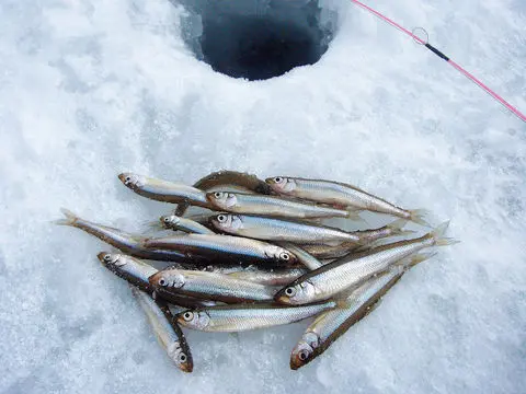 氷の上で釣る楽しみ ワカサギ の季節が来た 釣って楽しい 食べて美味しい 厳冬期こそがシーズンのかわいい魚 男の隠れ家デジタル