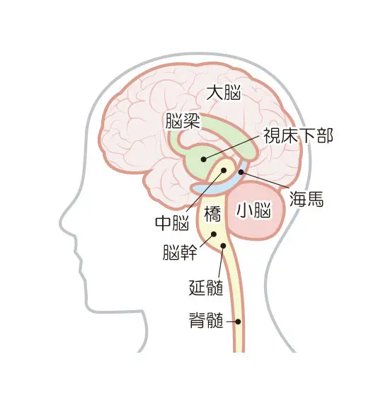 歩く と 脳 の密接な関係 歩くと認知症になりにくい はホント 歩けば活性化する脳の機能 男の隠れ家デジタル