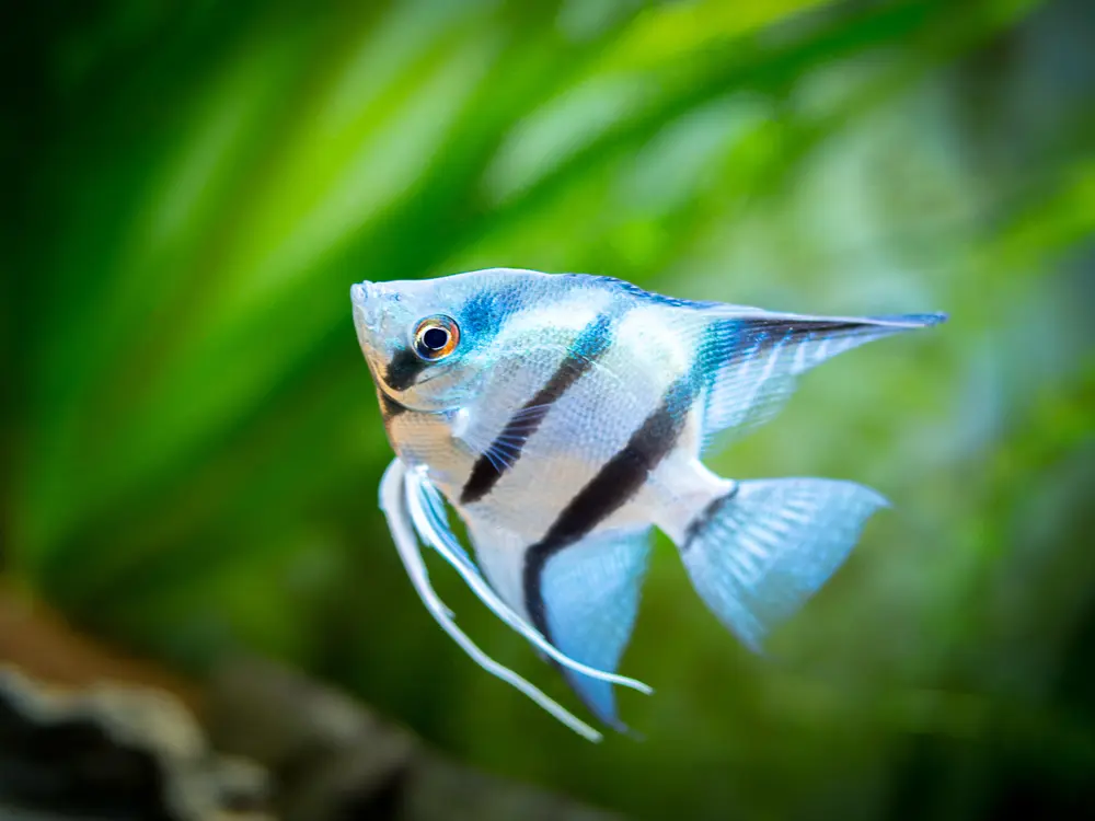 初心者におすすめ 人気の熱帯魚の種類と飼い方のポイントを公開