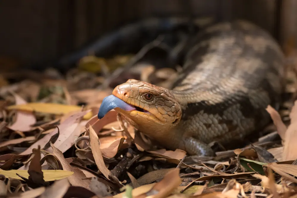 ペットにおすすめのトカゲ6選 種類や値段 飼い方をご紹介