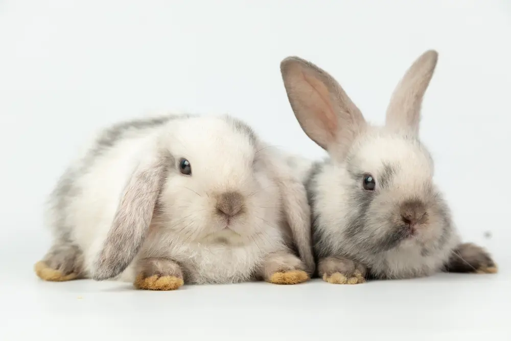 一人暮らしの限られたスペースでも飼いやすいペットは ペットの飼育にかかる費用はいくら