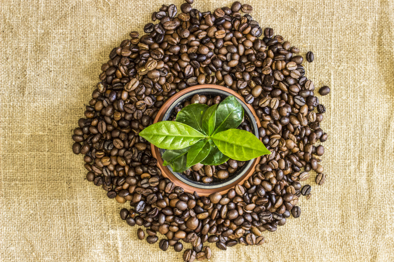 30年後にコーヒーは無くなる？　コーヒー業界が抱える課題｜地球規模で考えるサスティナブルな世界のアイキャッチ