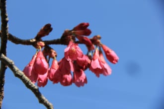 「1月中旬から桜が咲き始める！？　日本で一番早い時季に咲く「沖縄の桜」を知ろう！」のアイキャッチ画像