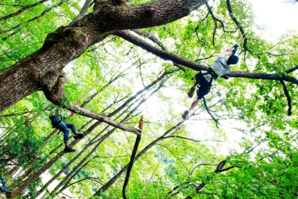 木登りアクティビティ「ツリーイング」を体験しよう！ 必要アイテムやおすすめ施設を紹介
