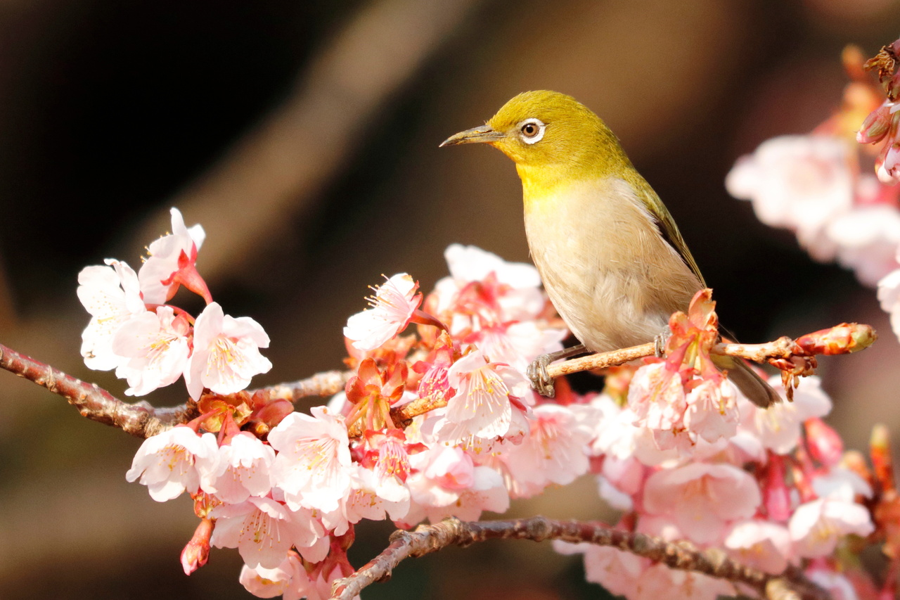 77461今日から使える桜の豆知識！ 沖縄の桜は1月に咲く？緑色・灰色の桜も