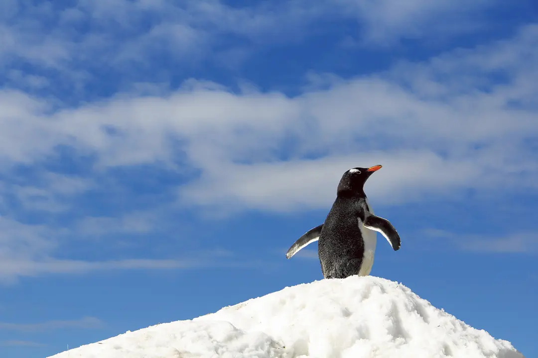 なぜ鳥は空を飛べるのか？「飛翔の科学」 | 男の隠れ家デジタル