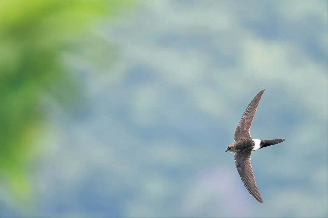 なぜ鳥は空を飛べるのか？「飛翔の科学」 | 男の隠れ家デジタル